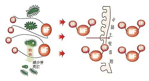 1721615697701269.jpg 乳铁蛋白的十大作用1.jpg