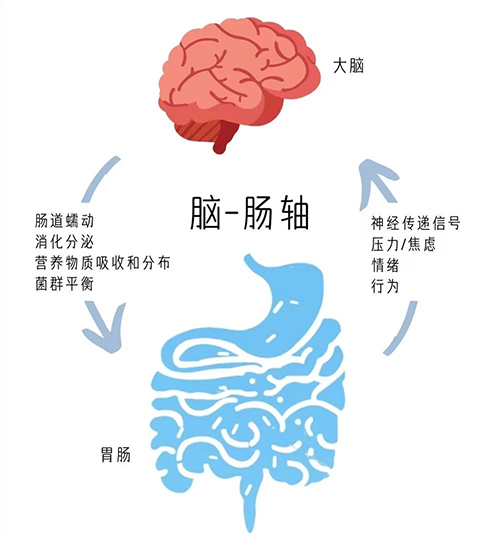 1724982873686538.jpg 益生菌影响肠道3.jpg