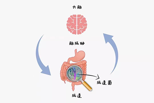 1724982908173148.jpg 益生菌影响肠道2.jpg